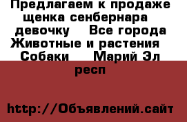 Предлагаем к продаже щенка сенбернара - девочку. - Все города Животные и растения » Собаки   . Марий Эл респ.